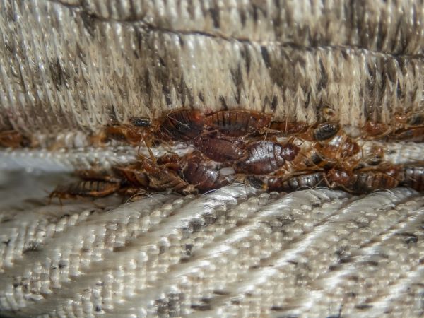 Bed Bug Elimination