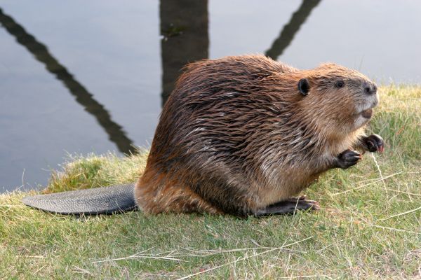 Beaver Control