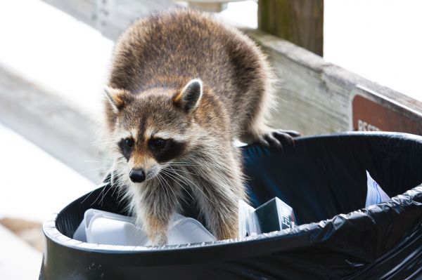 Animal Nuisance Control