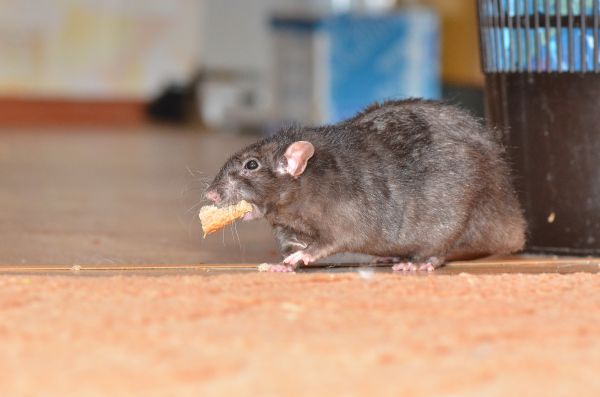 Mice Extermination Service