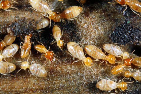 Home Termite Treatment