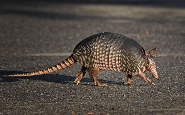 Armadillo Management