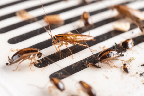 Cockroach Control Service