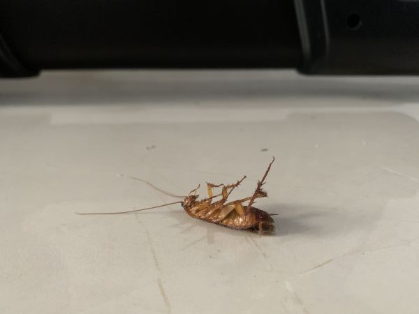 Roach Treatment