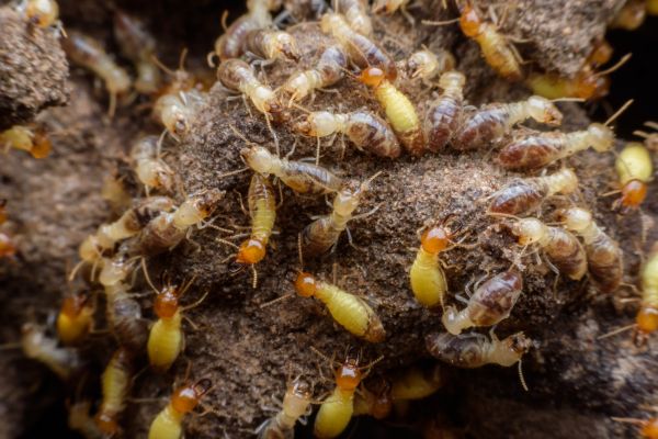 Termite Control