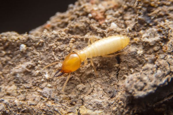 Termite Baiting
