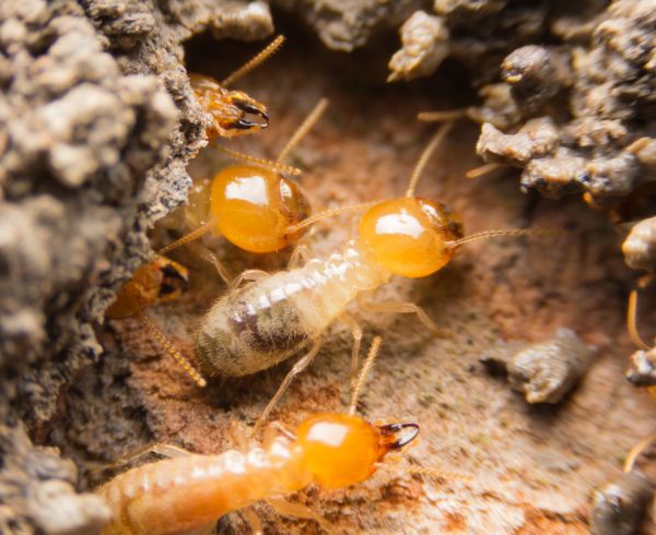 Commercial Termite Treatment