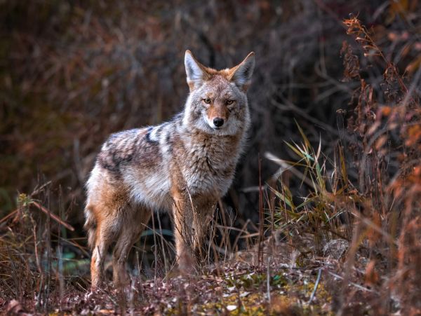 Animal Trapping Service
