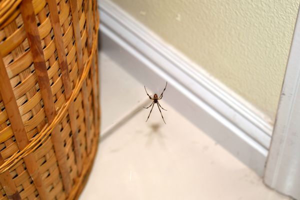 Black Widow Removal Service