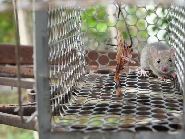 Mice Control Service