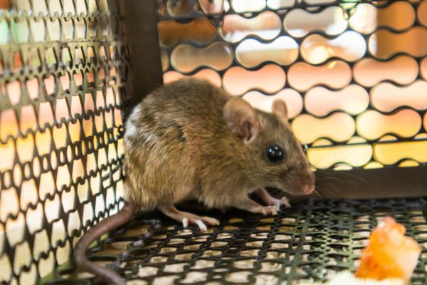 Mice Pest Control