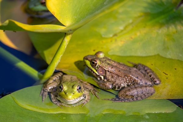Amphibian Control