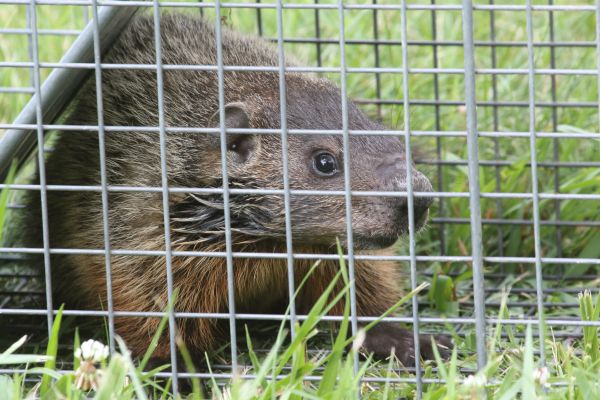Groundhog Extermination