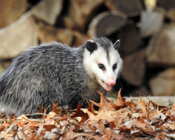 Animal Trapping Service