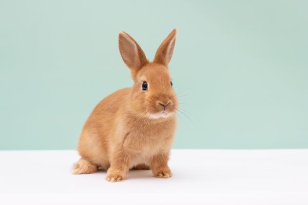 Rabbit Mitigation