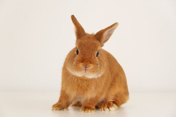 Chimney Animal Removal
