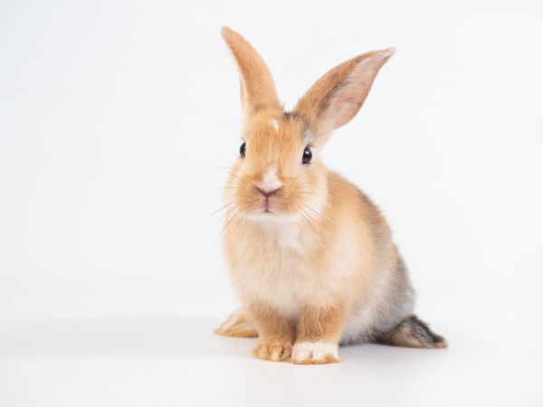 Rabbit Control