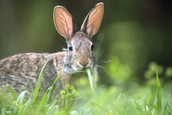 Rabbit Control