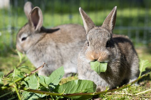 Rabbit Management