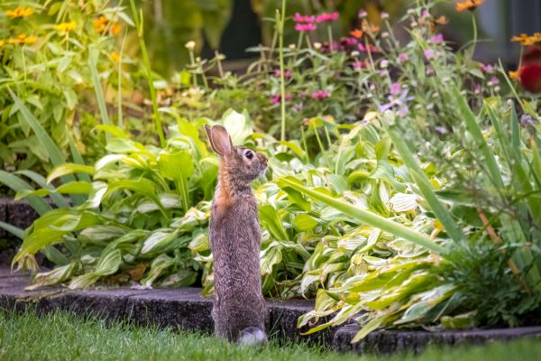 Rabbit Eradication