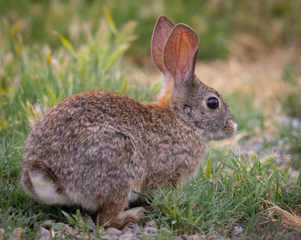 Rabbit Control