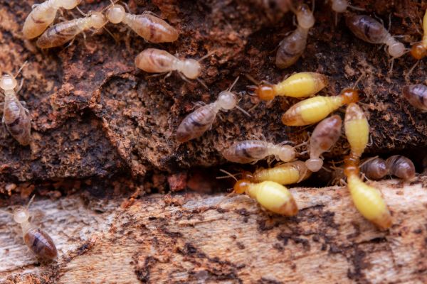Termite Pest Control Service