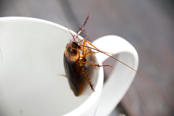 Cockroach Elimination