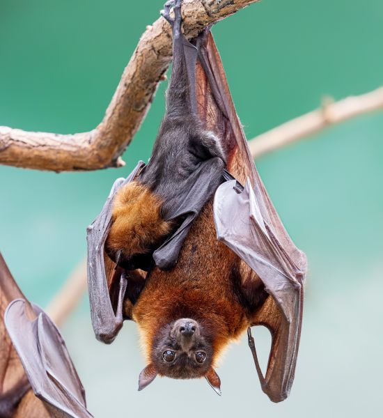 Bat Abatement