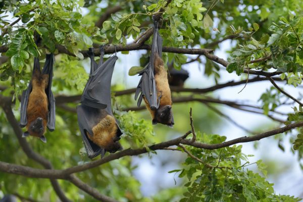 Bat Elimination