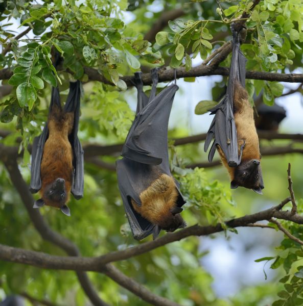 Bat Abatement