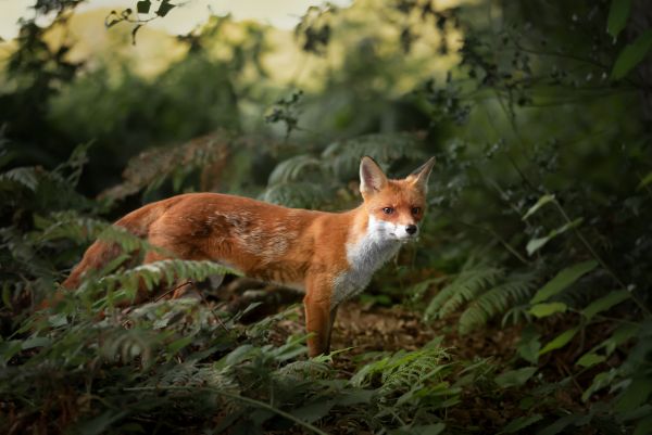 Animal Trapping Service