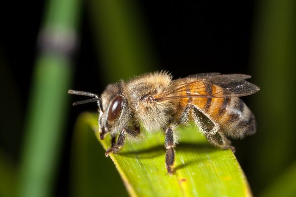 Africanized Bee Removal