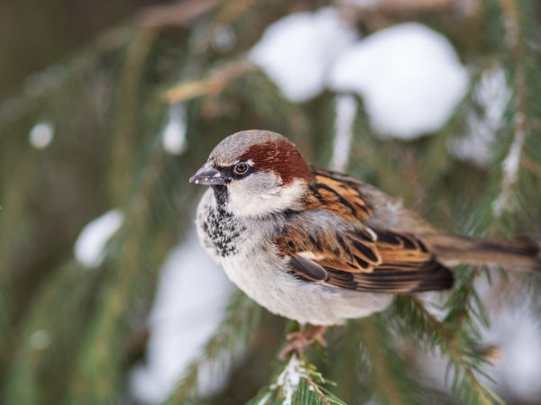 Bird Barrier Installation