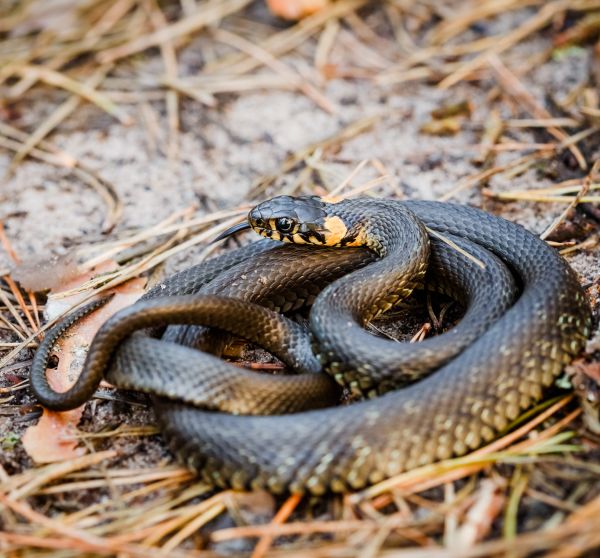 Copperhead Removal