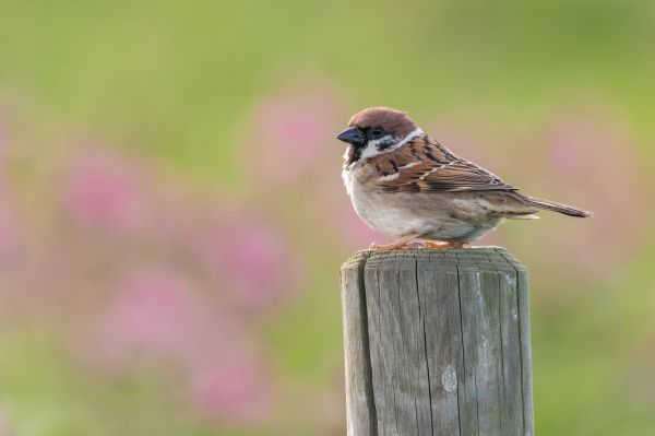Bird Deterrent Service
