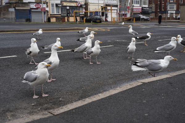 Bird Barrier Installation