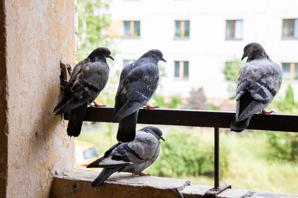 Pigeon Abatement