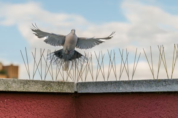 Bird Management