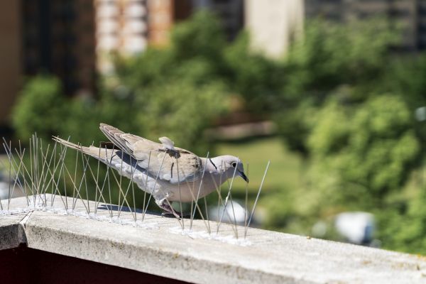 Pigeon Abatement