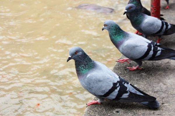 Bird Netting Service