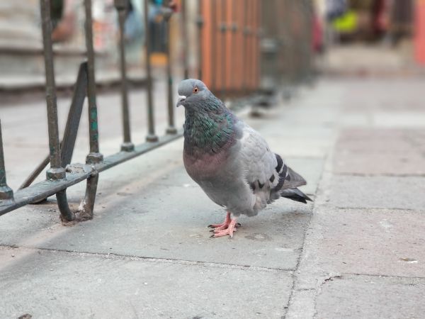 Pigeon Control Service