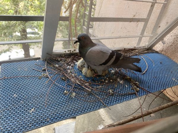 Bird Netting Installation