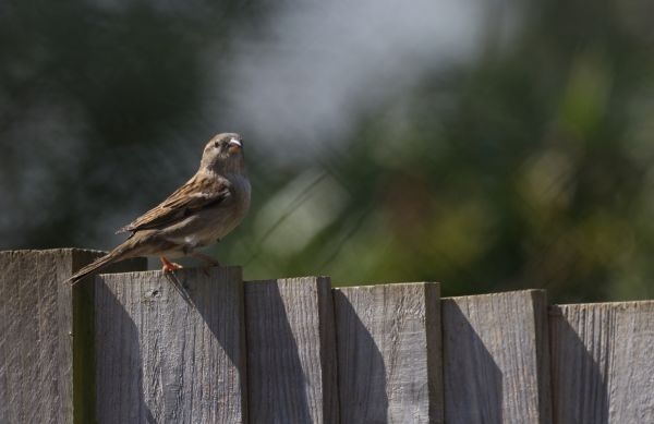 Bird Barrier Installation