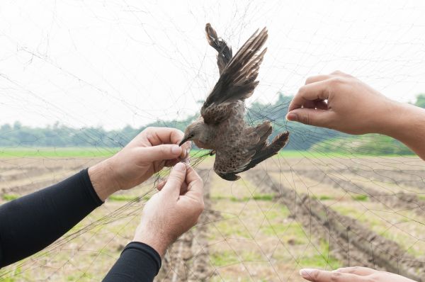 Bird Barrier Installation