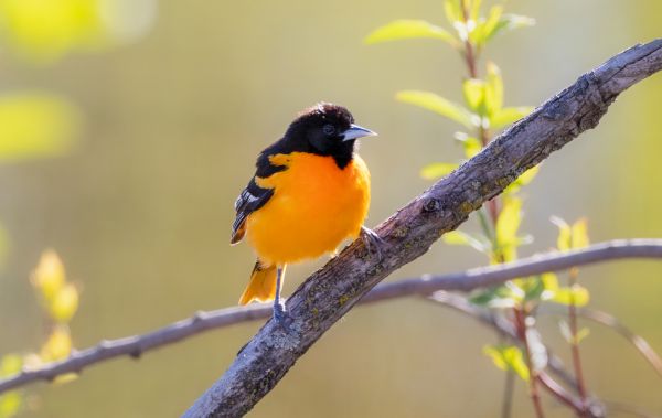 Bird Abatement