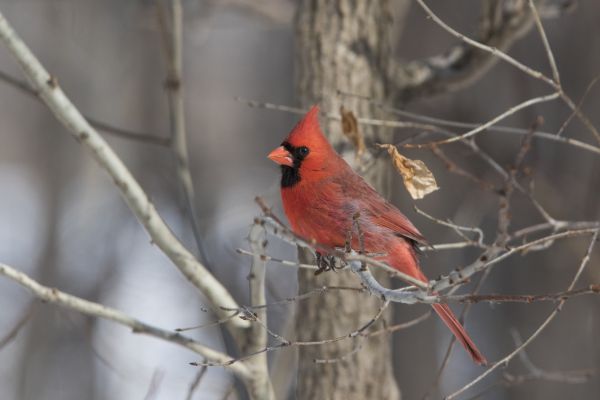 Bird Abatement