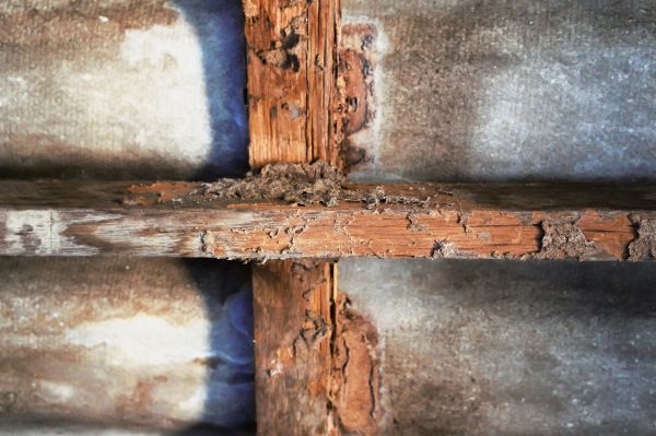 Termite Pest Control