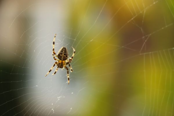 Black Widow Extermination