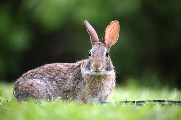 Rabbit Removal