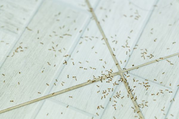 Ant Control Service